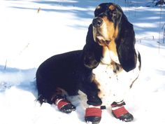 a basset hound sitting in the snow wearing red and white socks with black feet