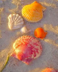 several seashells are laying on the beach sand