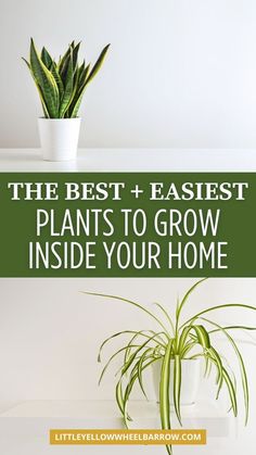 the best and fastest plants to grow inside your home