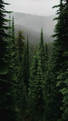 the trees are very tall and green in the forest with mountains in the back ground