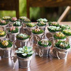 small potted succulents are sitting on a table