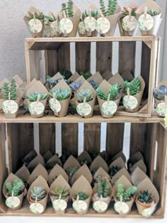 there are many small succulents on display in the wooden shelves with tags