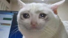 a white cat sitting in front of a laptop computer looking at the camera with one eye open