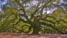 an old oak tree in the middle of a forest with sun shining through it's branches