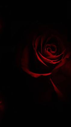 a red rose is lit up in the dark