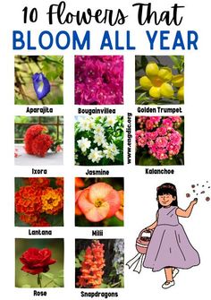 flowers that bloom all year with the words, 10 flowers that bloom all year on it