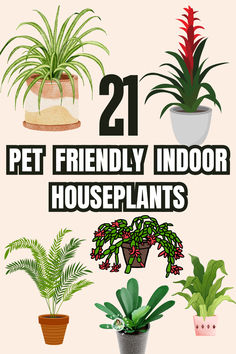 there are many houseplants that can be found in this article