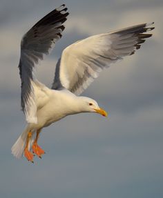 a seagull flying in the sky with its wings spread