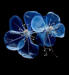 three blue flowers with white stamens in the center on a black background photo