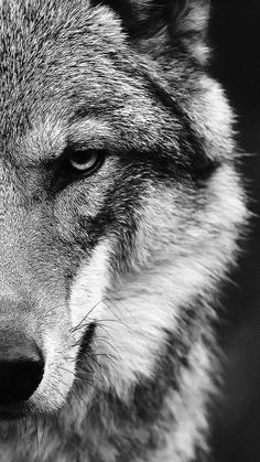 a black and white photo of a wolf's face