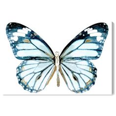 a blue butterfly with white wings and gold accents on it's wings is shown in a black frame