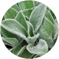 a green plant with white leaves in a circle