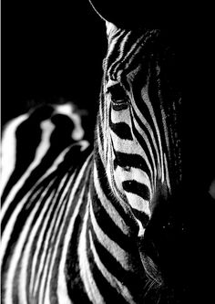 black and white photograph of a zebra's face in the dark with its head turned to the right