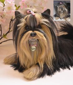 a dog with long hair laying on the ground next to pink flowers and a vase