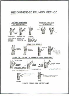 an instruction manual for how to use the pruning method in tree stumping