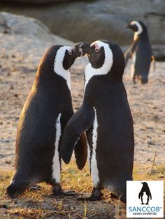 two penguins are standing next to each other