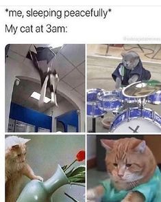 four different pictures with cats playing music, one cat sitting on a piano and the other standing