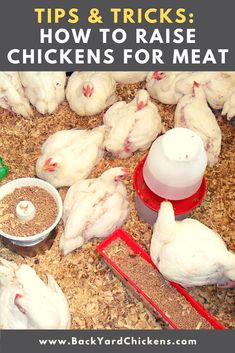 chickens in a coop with the words tips and tricks how to raise chickens for meat