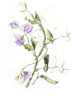 a watercolor painting of purple flowers on a white background