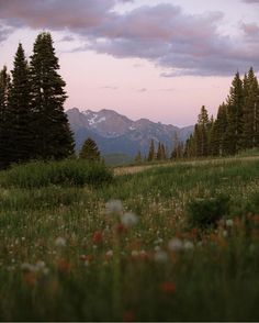 a grassy field with trees and flowers in the foreground, mountains in the background