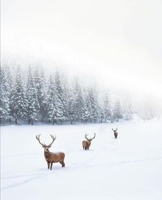 three deer standing in the snow with trees behind them and foggy sky above it