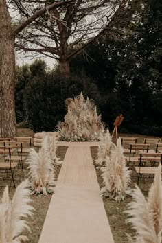 an outdoor ceremony setup with chairs and pamodia plants in the foreground, surrounded by trees