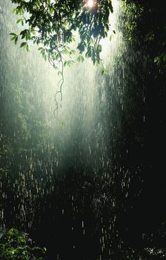 the light shines brightly through the rain in the dark forest with purple leaves and branches