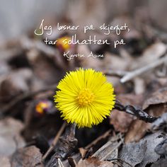 a yellow dandelion sitting on the ground with a quote written in spanish above it