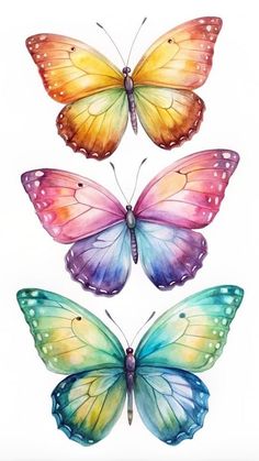 three butterflies with different colors on their wings