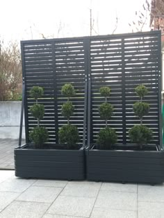 two black planters with small trees in them