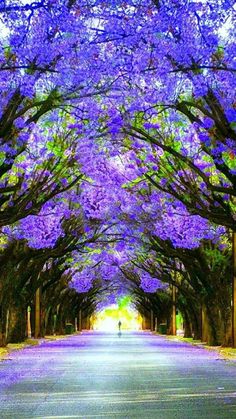 an image of a tree lined street with purple flowers