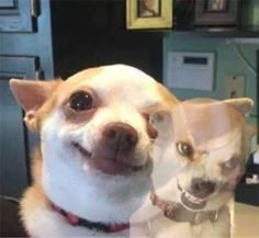 two small dogs standing next to each other on top of a table with their mouths open