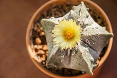 a small potted plant with a yellow flower in it's center surrounded by rocks and gravel