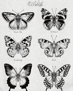 butterflies are shown in black and white, with different markings on the wingtips