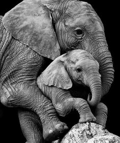 two elephants are playing with each other in black and white photograph by person, who is holding the baby elephant's leg