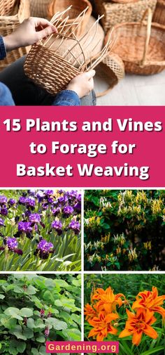 flowers and vines to arrange for basket weaving with text overlay that reads 15 plants and vines to storage for basket weaving