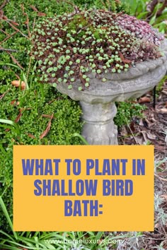 what to plant in shallow bird bath