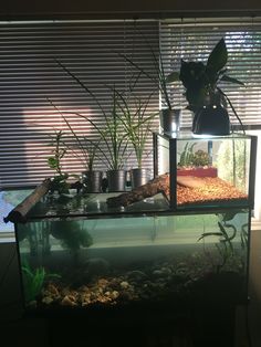 an aquarium with plants and rocks in it