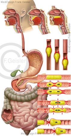 the anatomy of the human body including the stomach, livers and intestories