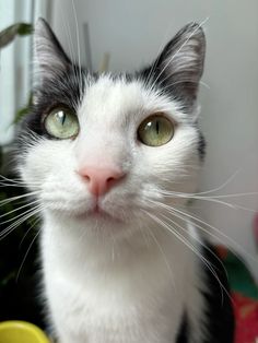 a black and white cat with green eyes looking at the camera while sitting next to a potted plant