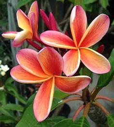 an orange and pink flower is in the foreground with other flowers in the background