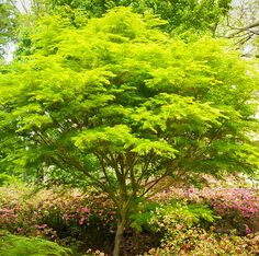 a large green tree sitting in the middle of a garden