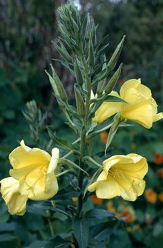 yellow flowers are blooming in the garden