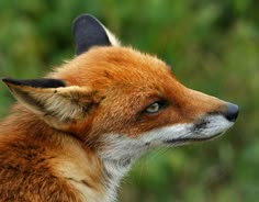 a close up of a fox's face with trees in the background