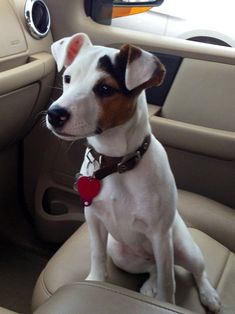 a dog sitting in the back seat of a car