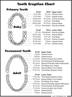 Teeth Printable, Baby Tooth Chart, Teeth Diagram, Dental Hygienist School, Dental Assistant Study, Dental Hygiene Student