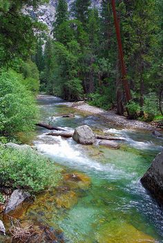 a river running through a forest filled with lots of green and yellow water next to tall trees