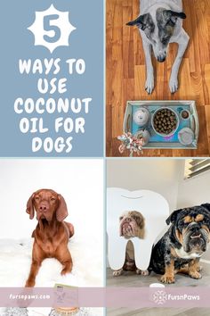 there are four different pictures with dogs and their food in the same photo, including coconut oil for dogs