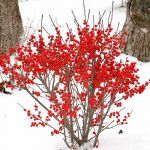 a tree with red berries on it in front of a white background