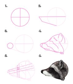 how to draw a badger's head with different shapes and sizes step by step